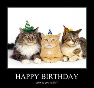 Cat Memes Happy Birthday Cat Memes Funny Cat Memes Pictures