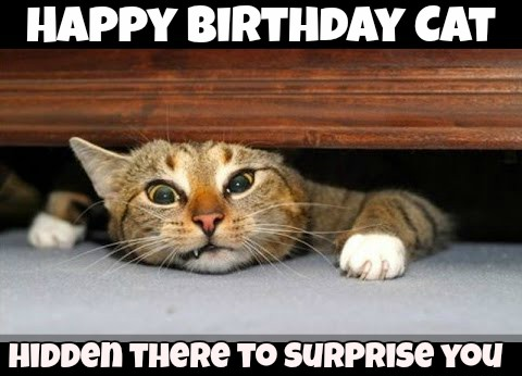 Cat Memes – Happy Birthday Cat Memes – Funny Cat Memes & Pictures ...