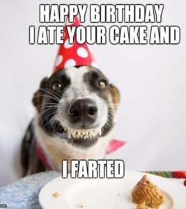 Funny Animal Birthday Memes – Animal Happy Birthday Memes Jokes ...